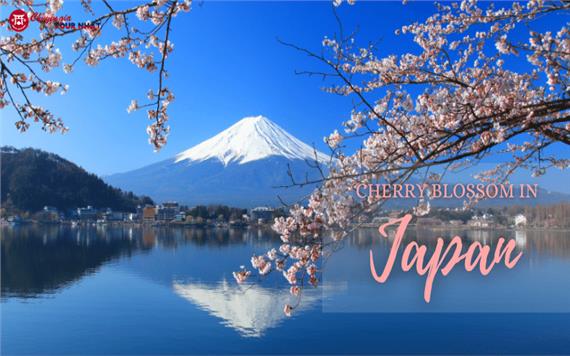 Tour 6 Ngày 5 Đêm Mùa Hoa Anh Đào Nhật Bản 2023: Osaka - Kyoto - Tokyo